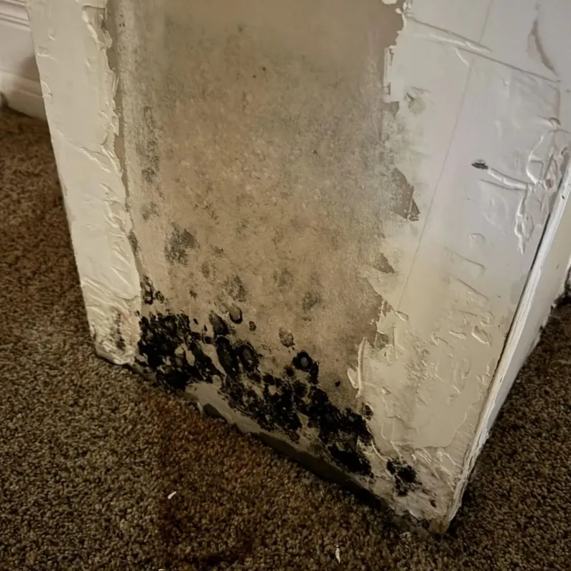 Professional Mold Removal in Burnett County, WI